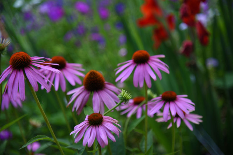 echinacea purpurea