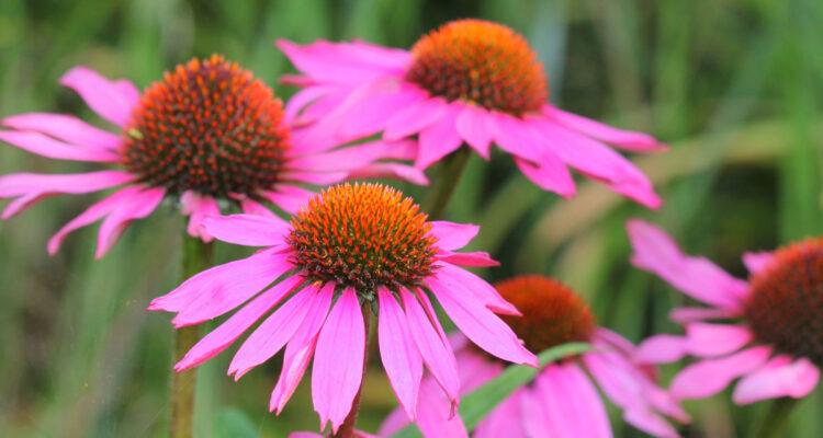 echinacea purpurea