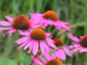 echinacea purpurea