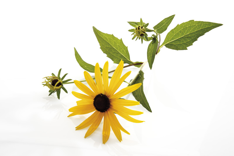 rudbeckia fulgida