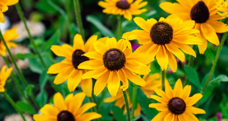 rudbeckia fulgida