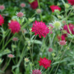 knautia macedonica