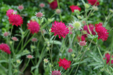 knautia macedonica