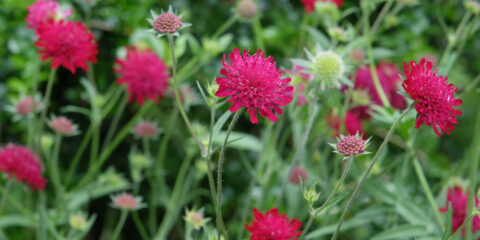 knautia macedonica