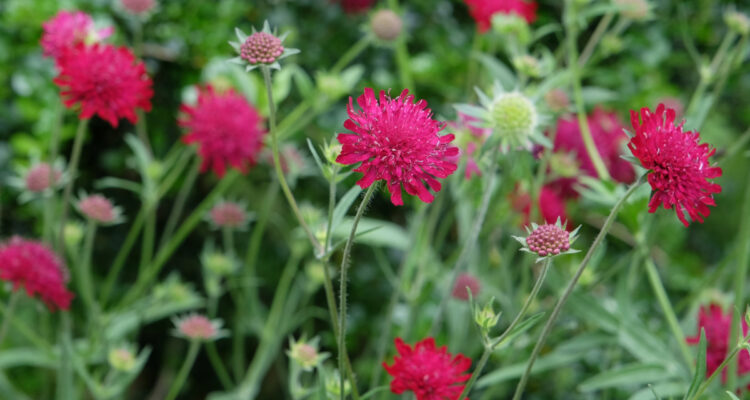 knautia macedonica