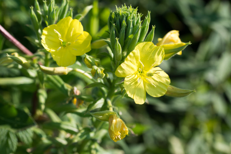 oenothera biennis