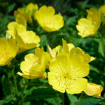 oenothera biennis