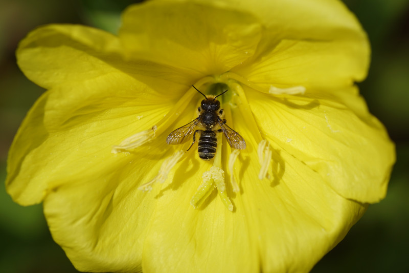 oenothera biennis