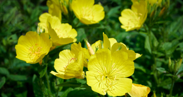 oenothera biennis