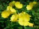 oenothera biennis