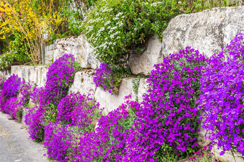 aubretia