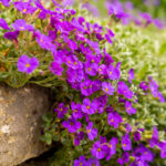 aubretia