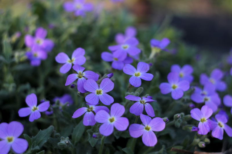 aubretia