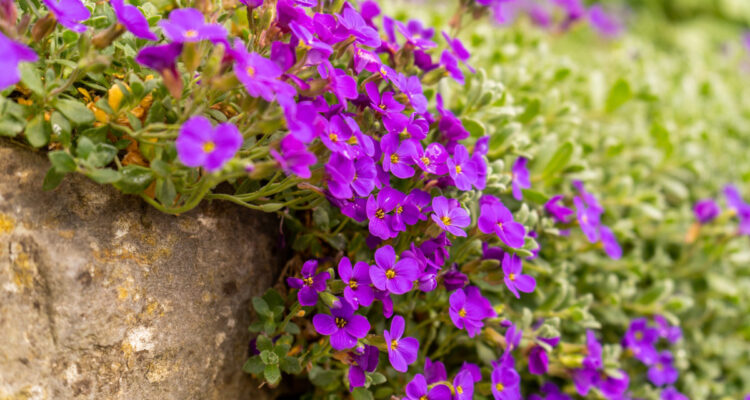 aubretia