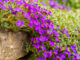 aubretia