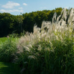 miscanthus