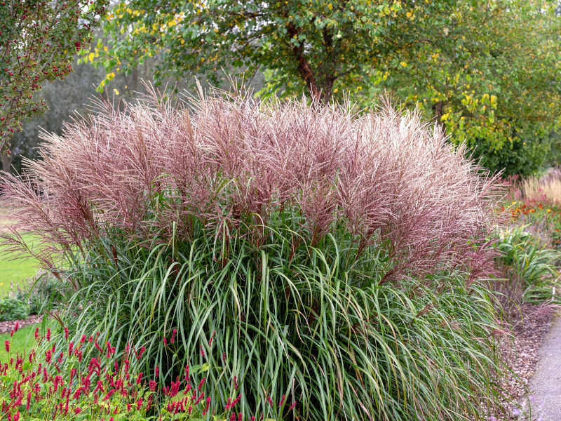 miscanthus sinensis