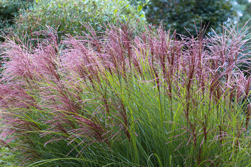 miscanthus 