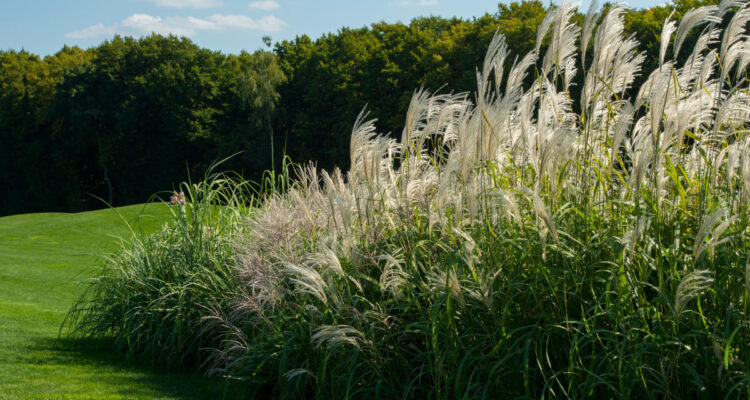 miscanthus