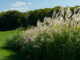 miscanthus