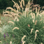 pennisetum orientale