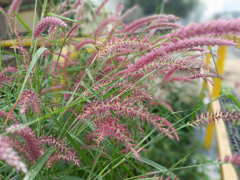 pennisetum orientale