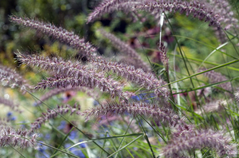 pennisetum orientale