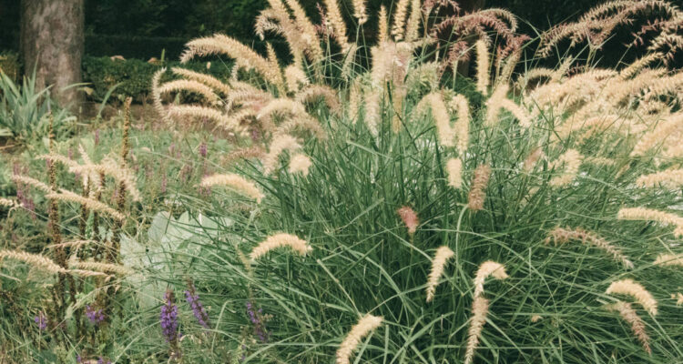 pennisetum orientale