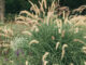 pennisetum orientale