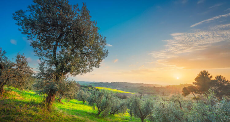 alberi mediterranei