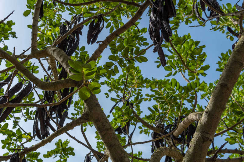 alberi mediterranei - carrubo