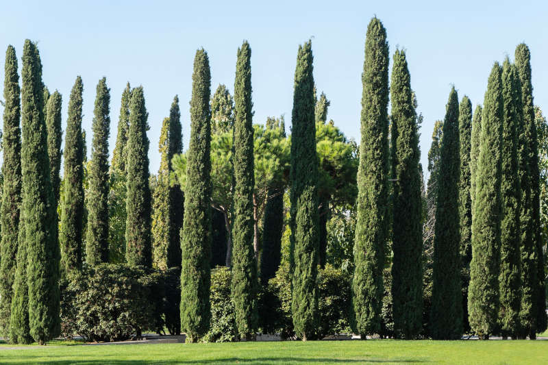 alberi mediterranei - cipresso