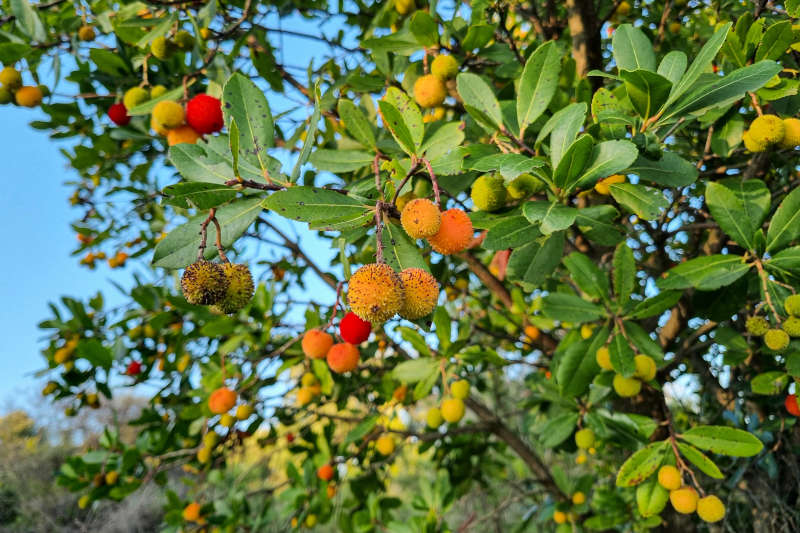 alberi mediterranei - corbezzolo