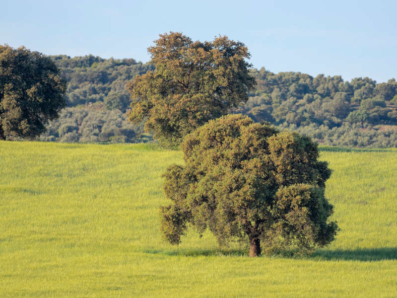 alberi mediterranei - leccio