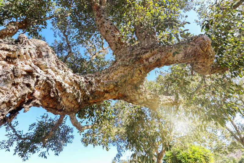 quercia da sughero